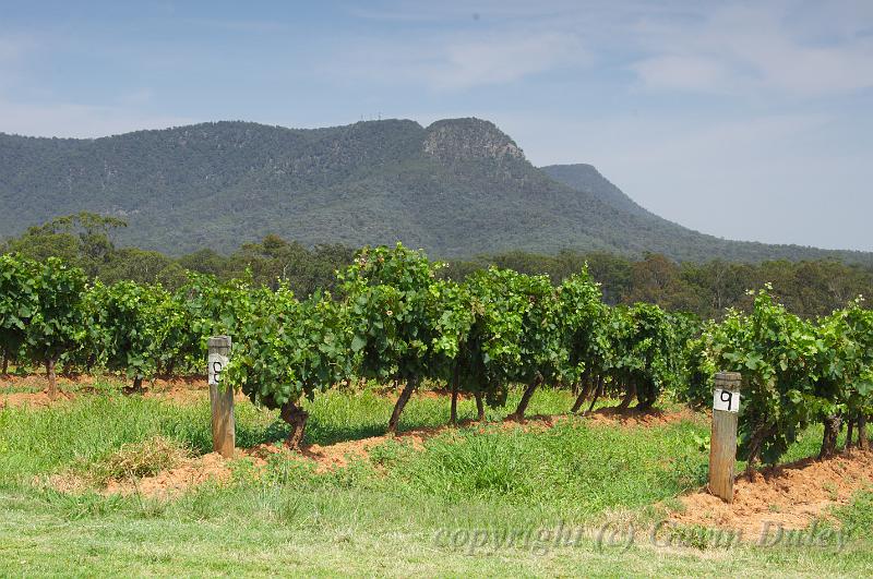 Tyrrell's Vineyard, near Pokolbin IMGP4960.jpg